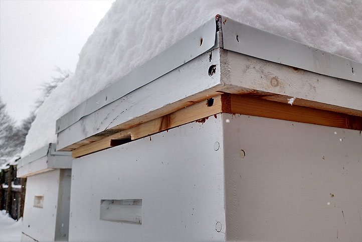 Two bee hives in winter with stow piled atop