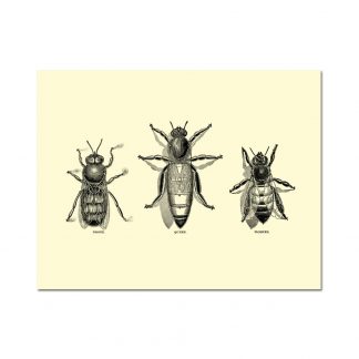 Vintage Honey Bee Note Card