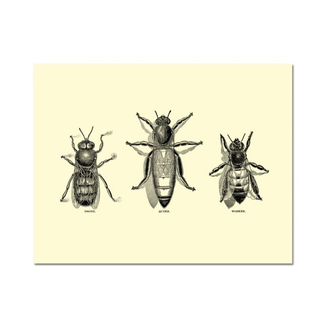 Honey Bee Note Card (Set of 14) – Two Million Blooms